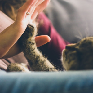 https://shops.plus/wp-content/uploads/2025/09/purrfect-demo-image-00002-300x300.webp