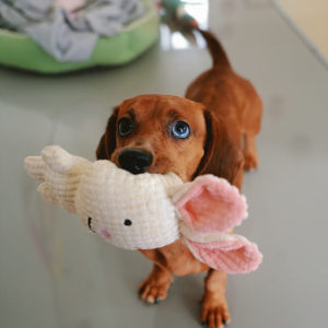 https://shops.plus/wp-content/uploads/2025/09/purrfect-demo-image-00004-300x300.webp